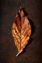 Dark moody faded brown autumn leaf background, fall decay Royalty Free Stock Photo