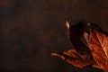 Dark moody faded brown autumn leaf background, fall decay Royalty Free Stock Photo