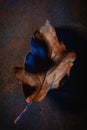 Dark moody faded brown and blue autumn leaf background, fall decay Royalty Free Stock Photo