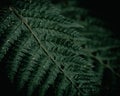 Dark Moody fern leaf Royalty Free Stock Photo