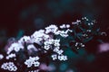 Dark Moody Floral backdrop of blooming spiraea