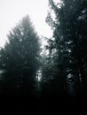 Dark forest in the myst Royalty Free Stock Photo