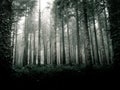 Dark moody forest myst Royalty Free Stock Photo