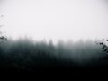 Dark moody pine tree forest in the myst Royalty Free Stock Photo