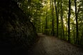 A dark and moody gravel path leads through a lush, green deciduous forest in the Bavarian Alps Royalty Free Stock Photo