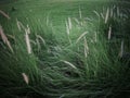 dark moody green of fountain grass, an ornamental plant of Pennisetum Alopecuroides Hameln, Chinese fountain grass, in the outdoor Royalty Free Stock Photo