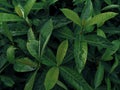 Dark Moody Green of Saraca asoca leaves. The photo is suitable to use for nature background flower