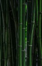 Dark and moody image of green bamboos