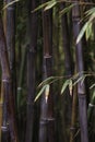 Dark and moody image of green bamboos, dark tone photo