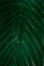 Dark and moody image of palm leaves