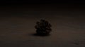 Dark and moody image of a single, dark brown pine cone. Royalty Free Stock Photo