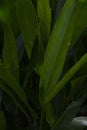 Dark and moody image of tropical leaves