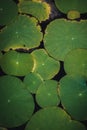 Dark and moody image of water lily leaves