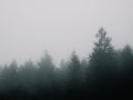 Cinematic moody pine trees in the myst Royalty Free Stock Photo