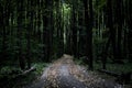 Dark moody misty heavy forest path with many trees Royalty Free Stock Photo