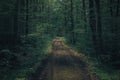 Dark moody mysterious spooky forest with a road crossing it