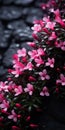 Dark And Moody Pink Flowers On Rocks: A Chiaroscuro Photography Royalty Free Stock Photo