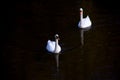 A dark moody portrzit of two white swans swimming in a lake. The two big white birds are facing towards the camera. The animale Royalty Free Stock Photo