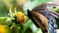 Dark Morph Eastern Tiger Swallowtail Butterfly Sipping Nectar from the Accommodating Flower Royalty Free Stock Photo