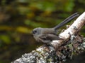 Dark Morph of New Zealand Fantail