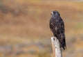 A Dark Morph Red-tailed Hawk Resting on a Fence Post