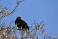 Dark morph Rough-legged hawk perched in a tree