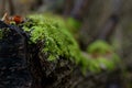 Dark mossy fallen tree