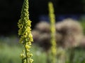 Dark mullein blooming in a garden on a sunny day