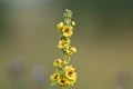 Dark mullein flowers