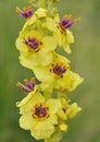 Dark Mullein