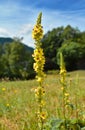 Dark Mullein Verbascum nigrum, tall plant with yellow flowers in the meadow, medicinal herb used for bronchi