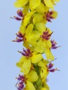 Dark mullein (Verbascum nigrum)