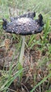 Dark mushroom