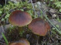 Dark mushrooms, macro photo detail Royalty Free Stock Photo