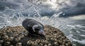 A Dark Mussel Shell on Barnacle-Covered Rock with Ocean Wave Splashing Background Royalty Free Stock Photo