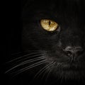 Dark muzzle cat close-up. front view Royalty Free Stock Photo