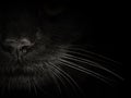 Dark muzzle cat close-up. front view Royalty Free Stock Photo