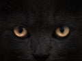 Dark muzzle cat close-up. front view Royalty Free Stock Photo