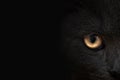 Dark muzzle cat close-up. front view Royalty Free Stock Photo