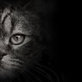 Dark muzzle cat close-up. front view Royalty Free Stock Photo