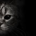 Dark muzzle cat close-up. front view Royalty Free Stock Photo