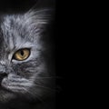 Dark muzzle grey cat close-up. front view Royalty Free Stock Photo