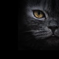 Dark muzzle grey cat close-up. front view Royalty Free Stock Photo