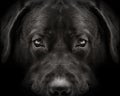 Dark muzzle labrador dog closeup. front view
