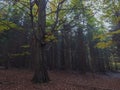 Dark mysterious autumn deciduous forest with old big beech tree with colorful leaves and ground covered with fallen leaves. Royalty Free Stock Photo