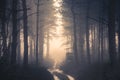 Sunset in deep foggy winter forest Royalty Free Stock Photo