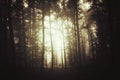 Dark mysterious forest background with fog Royalty Free Stock Photo