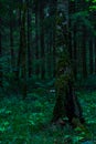 Tree trunk covered with moss in a dark forest, selective focus Royalty Free Stock Photo