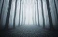 Dark mysterious forest with blue fog on halloween