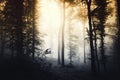 Dark mysterious forest with fog at sunset Royalty Free Stock Photo